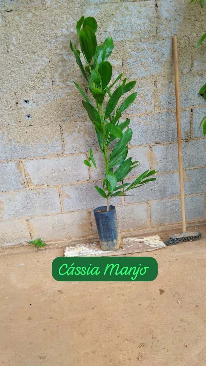 Foto: Acácia-mangium no viveiro do Horto Moura Brasil (etiqueta: “Cássia Manjo”).