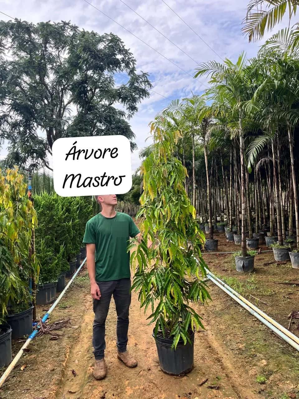 Foto: Árvore-mastro no viveiro do Horto Moura Brasil (etiqueta: “Árvore Mastro”).