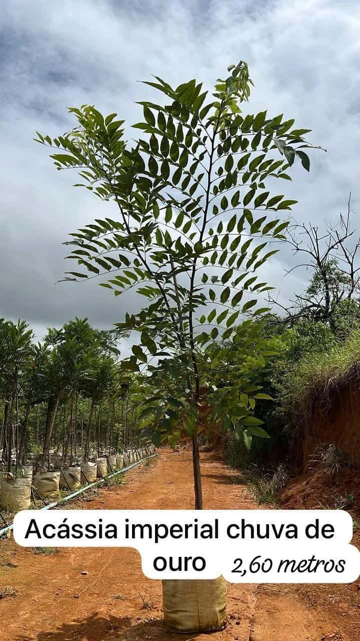 Foto: Cássia-imperial no viveiro do Horto Moura Brasil (etiqueta: “Acássia imperial chuva de ouro | 2,60 metros”).