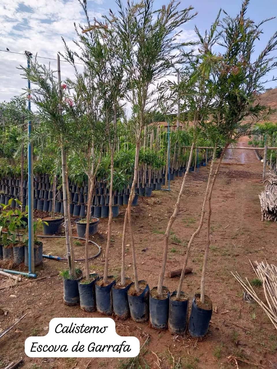 Foto: Escova-de-garrafa no viveiro do Horto Moura Brasil (etiqueta: “Calistemo Escova de Garrafa”).