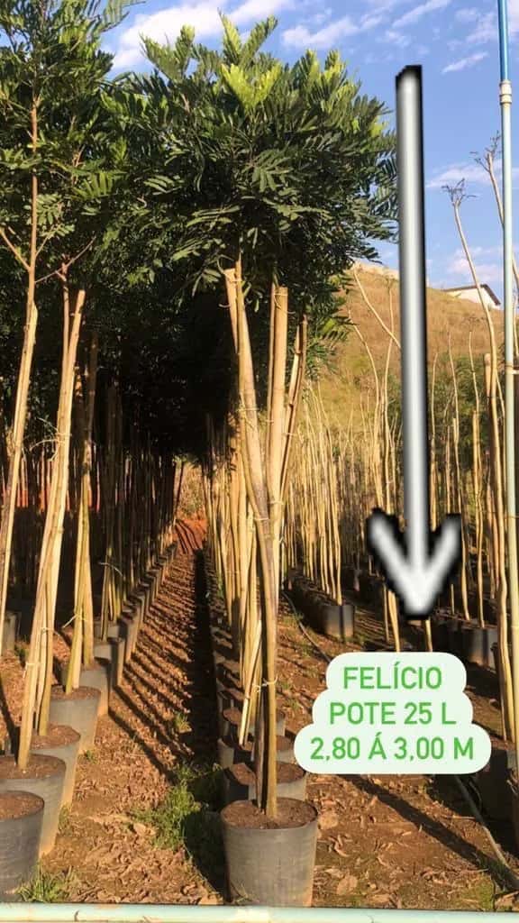 Foto: Felício no viveiro do Horto Moura Brasil.