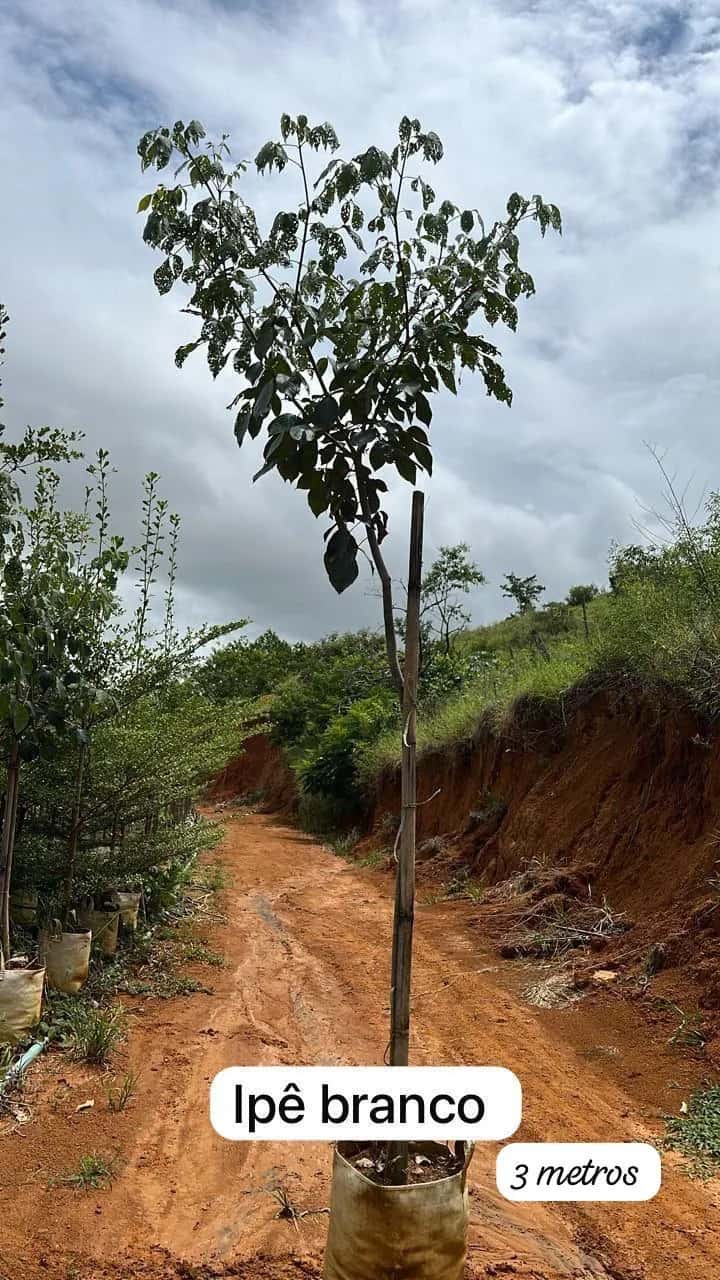 Foto: Ipê-branco no viveiro do Horto Moura Brasil (etiqueta: “Ipê branco | 3 metros”).