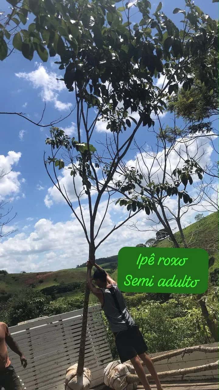 Foto: Ipê-roxo no viveiro do Horto Moura Brasil (etiqueta: “Ipê roxo Semi adulto”).