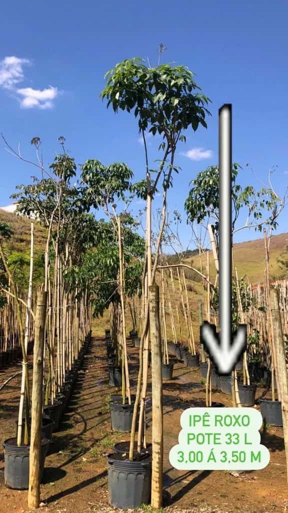 Foto: Ipê-roxo no viveiro do Horto Moura Brasil.