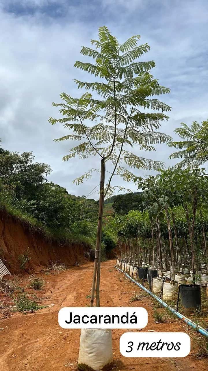 Foto: Jacarandá no viveiro do Horto Moura Brasil (etiqueta: “Jacarandá | 3 metros”).