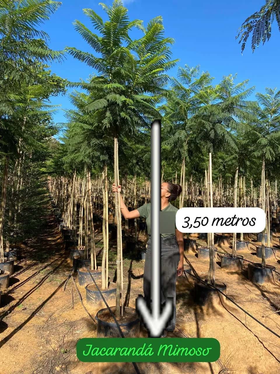 Foto: Jacarandá no viveiro do Horto Moura Brasil (etiqueta: “3,50 metros | Jacarandá Mimoso”).