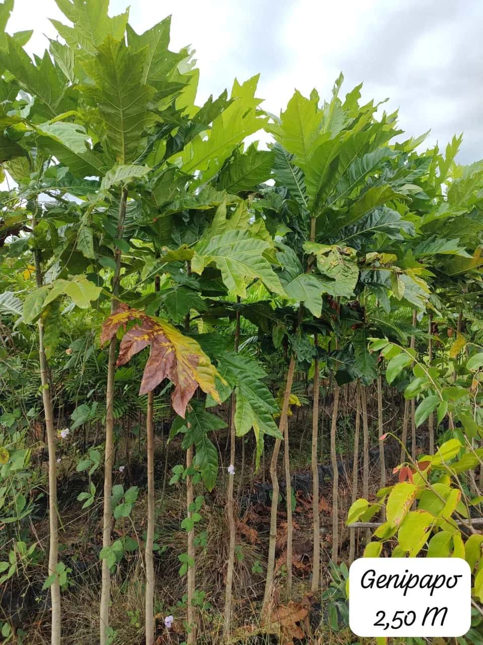 Foto: Jenipapo no viveiro do Horto Moura Brasil (etiqueta: “Genipapo 2,50 M”).