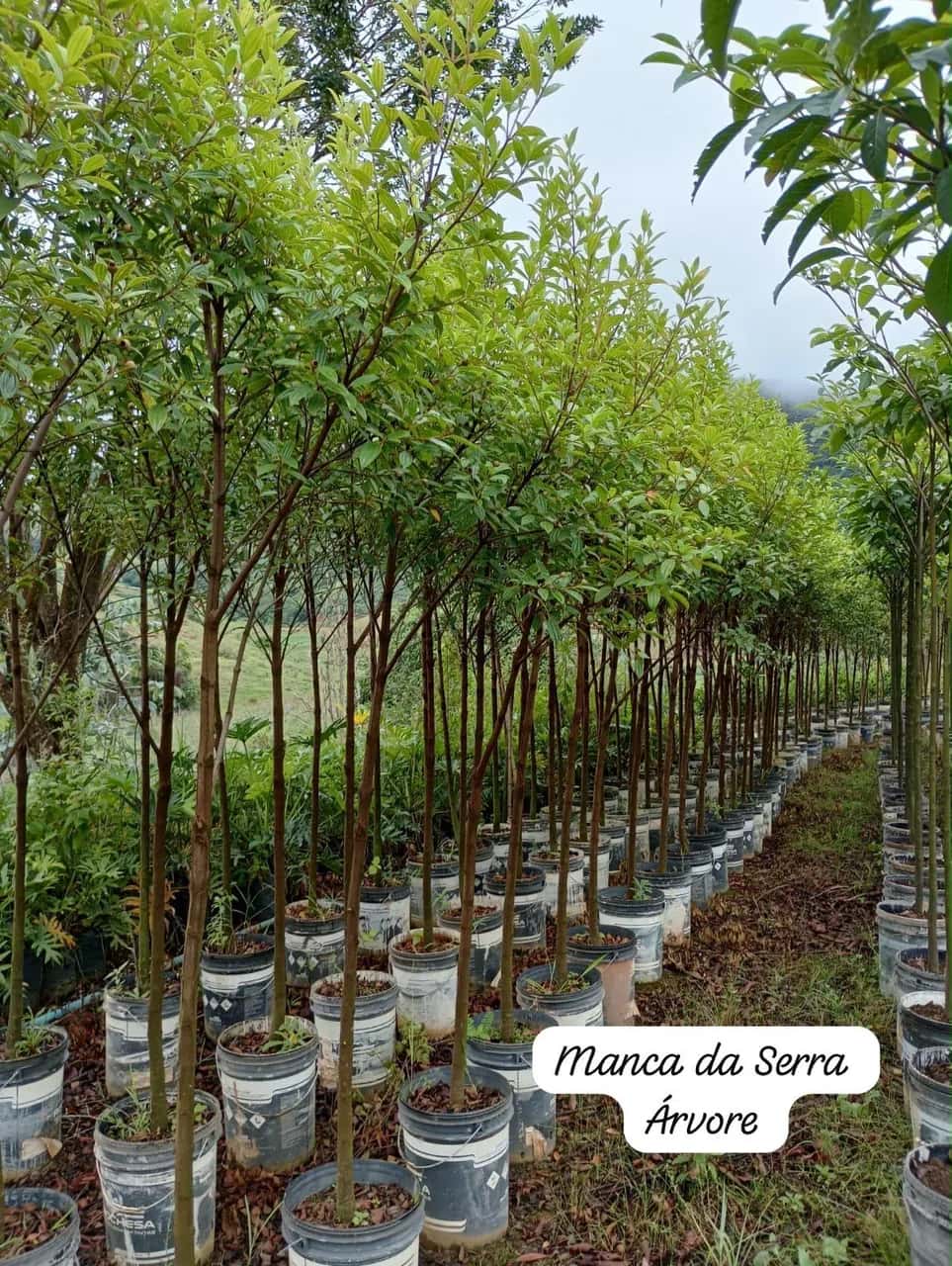 Foto: Manacá-da-serra no viveiro do Horto Moura Brasil (etiqueta: “Manca da Serra Árvore”).
