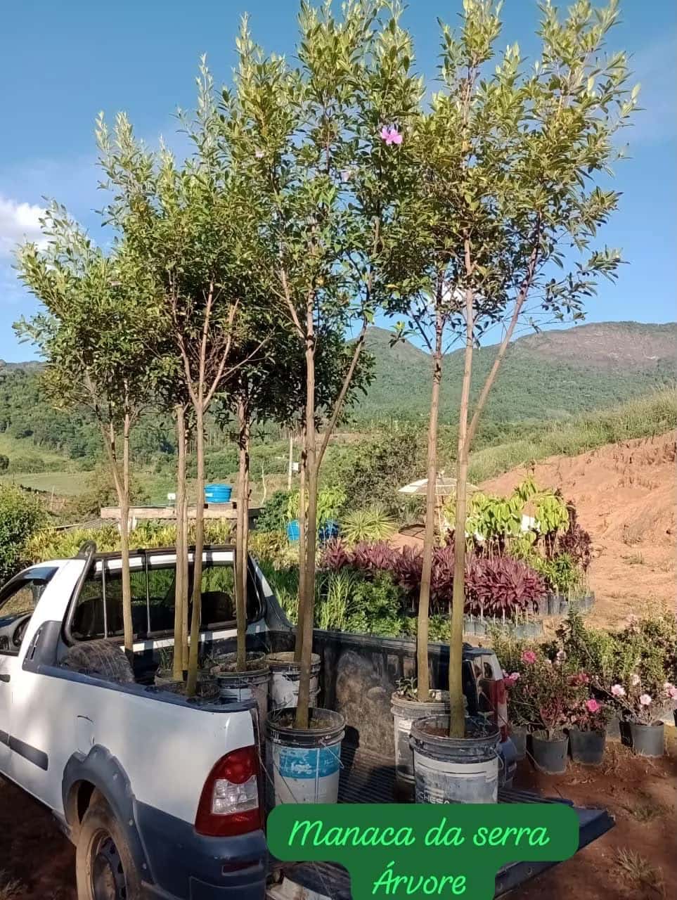 Foto: Manacá-da-serra no viveiro do Horto Moura Brasil (etiqueta: “Manaca da serra Árvore”).