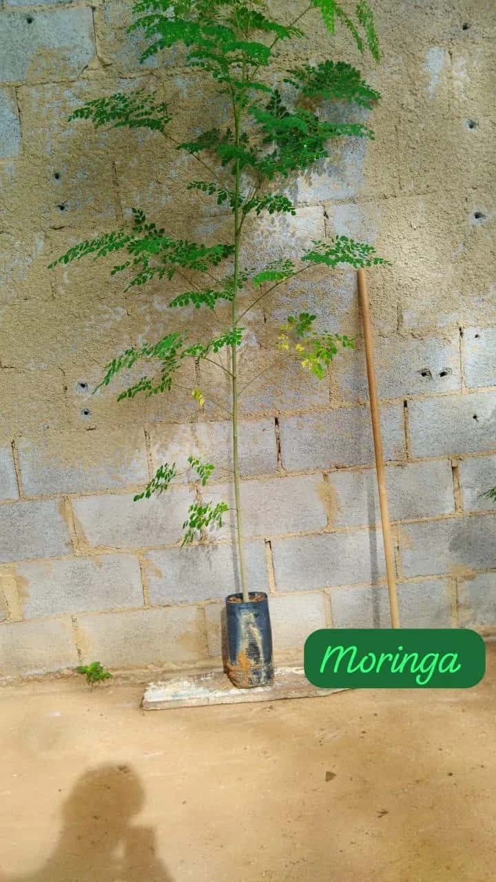 Foto: Moringa no viveiro do Horto Moura Brasil (etiqueta: “Moringa”).