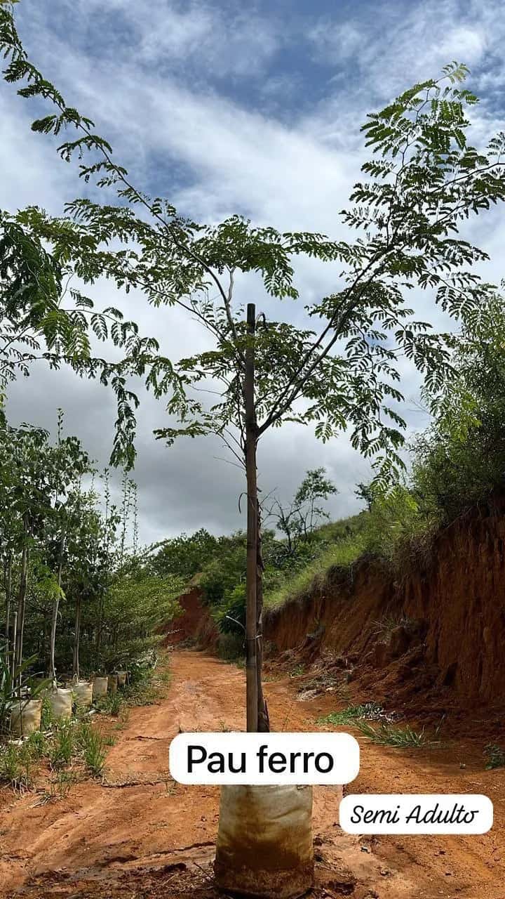 Foto: Pau-ferro no viveiro do Horto Moura Brasil (etiqueta: “Pau ferro | Semi Adulto”).
