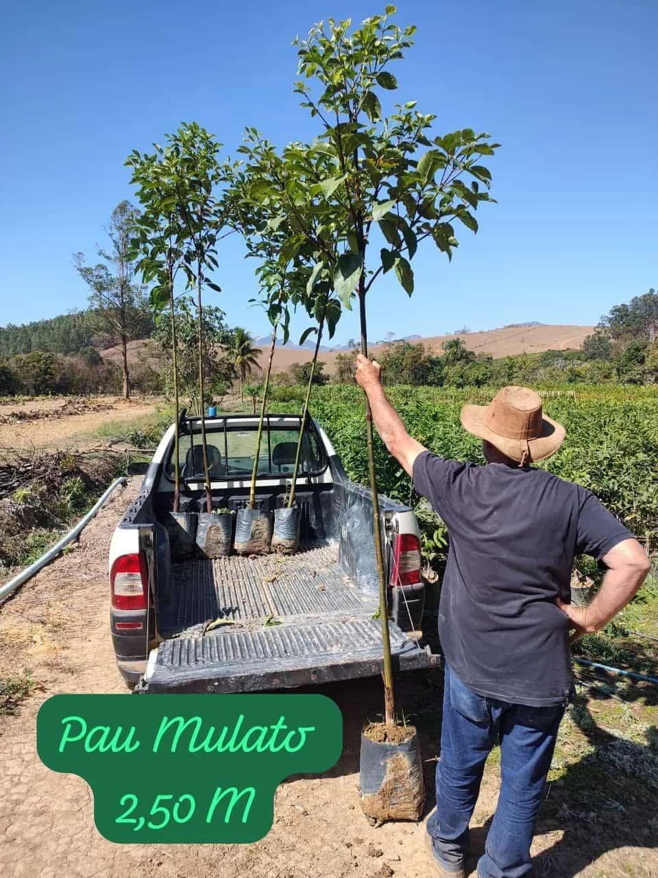 Foto: Pau-mulato no viveiro do Horto Moura Brasil (etiqueta: “Pau Mulato 2,50 M”).