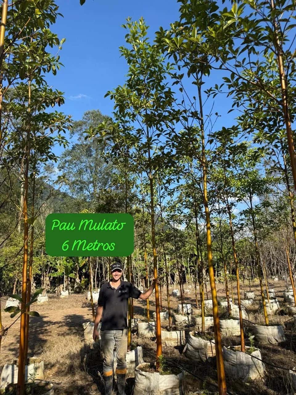 Foto: Pau-mulato no viveiro do Horto Moura Brasil (etiqueta: “Pau Mulato 6 Metros”).