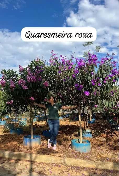 Foto: Quaresmeira no viveiro do Horto Moura Brasil (etiqueta: “Quaresmeira roxa”).