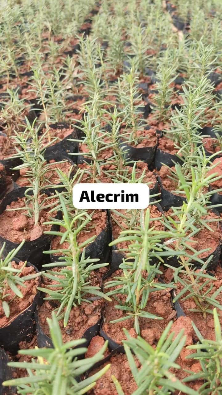Foto: Alecrim no viveiro do Horto Moura Brasil (etiqueta: “Alecrim”).