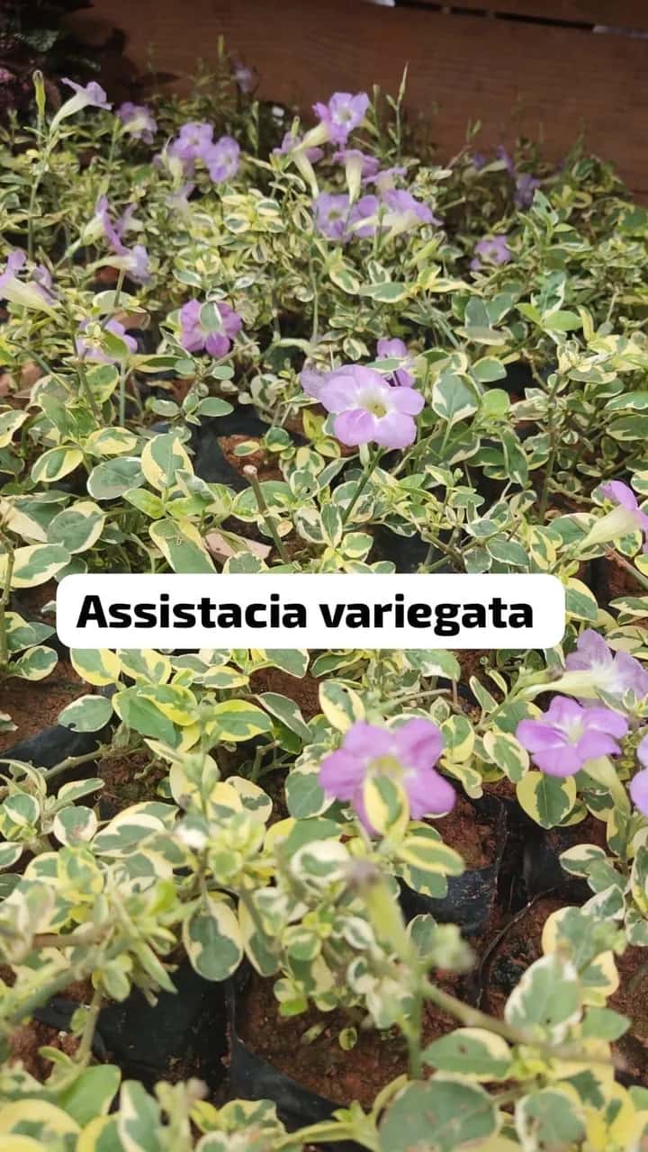 Foto: Asistásia variegada no viveiro do Horto Moura Brasil (etiqueta: “Assistacia variegata”).