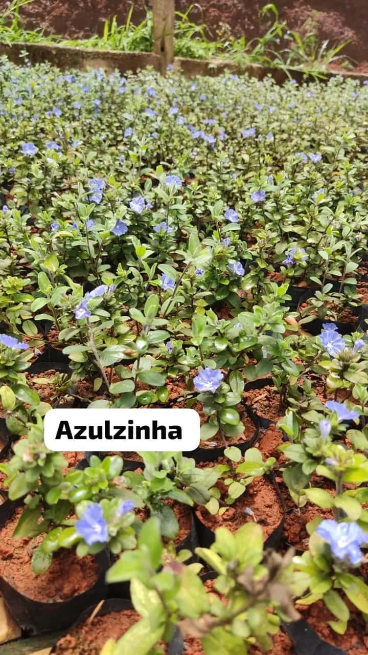 Foto: Azulzinha no viveiro do Horto Moura Brasil (etiqueta: “Azulzinha”).
