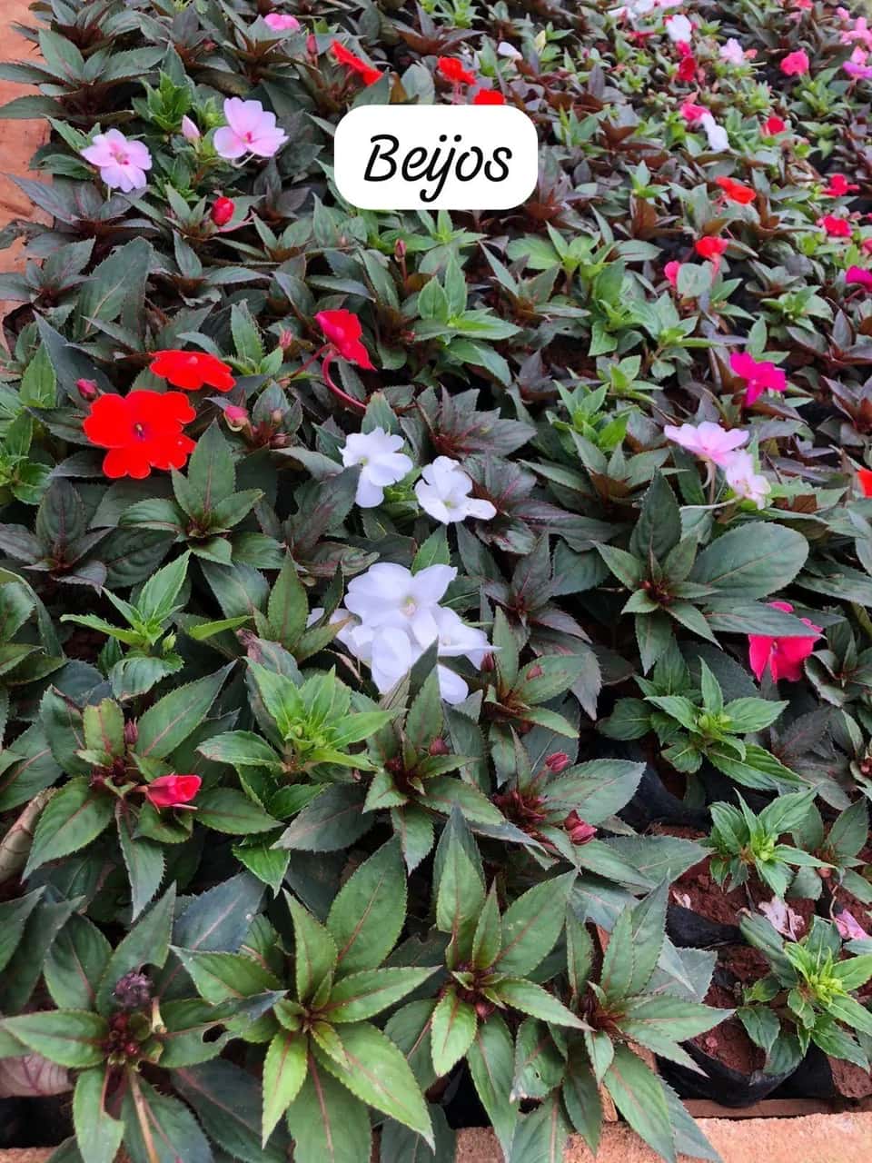 Foto: Beijo no viveiro do Horto Moura Brasil (etiqueta: “Beijos”).