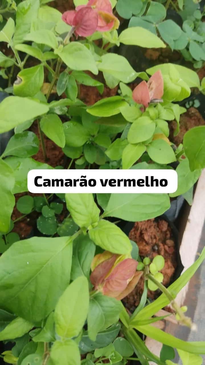 Foto: Camarão-vermelho no viveiro do Horto Moura Brasil (etiqueta: “Camarão vermelho”).