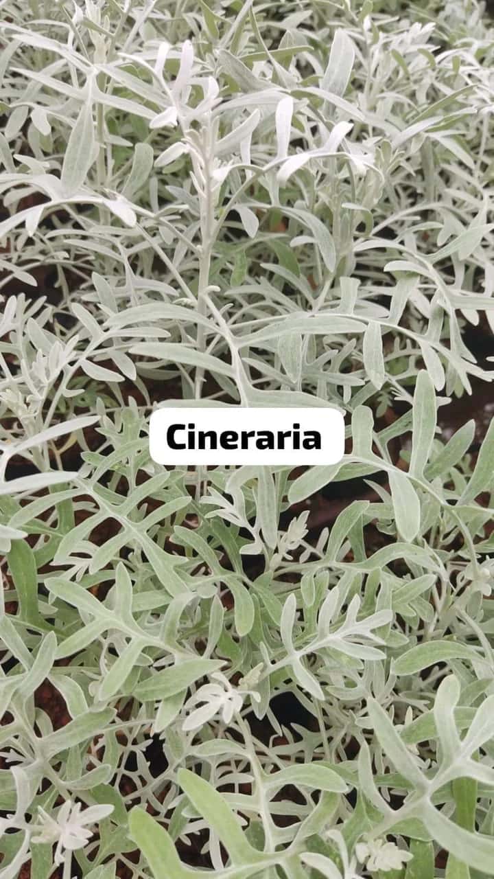 Foto: Cinerária no viveiro do Horto Moura Brasil (etiqueta: “Cineraria”).
