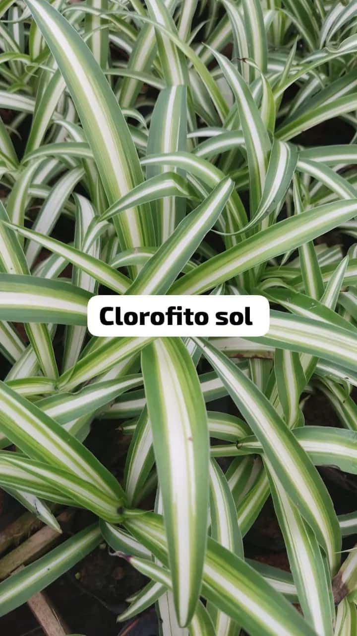 Foto: Clorofito sol no viveiro do Horto Moura Brasil (etiqueta: “Clorofito sol”).