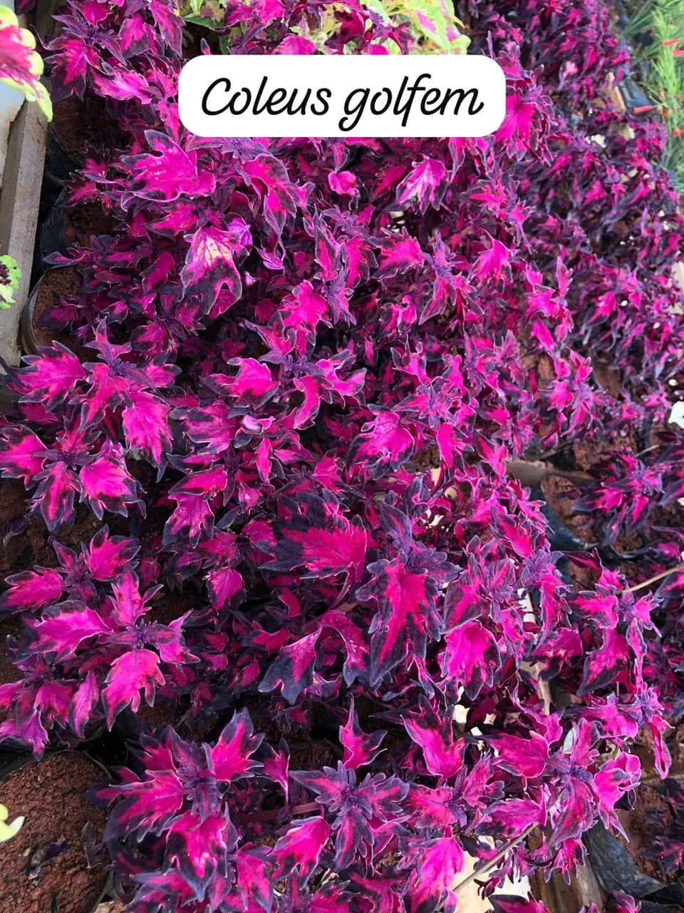 Foto: Coleus golfem no viveiro do Horto Moura Brasil (etiqueta: “Coleus golfem”).