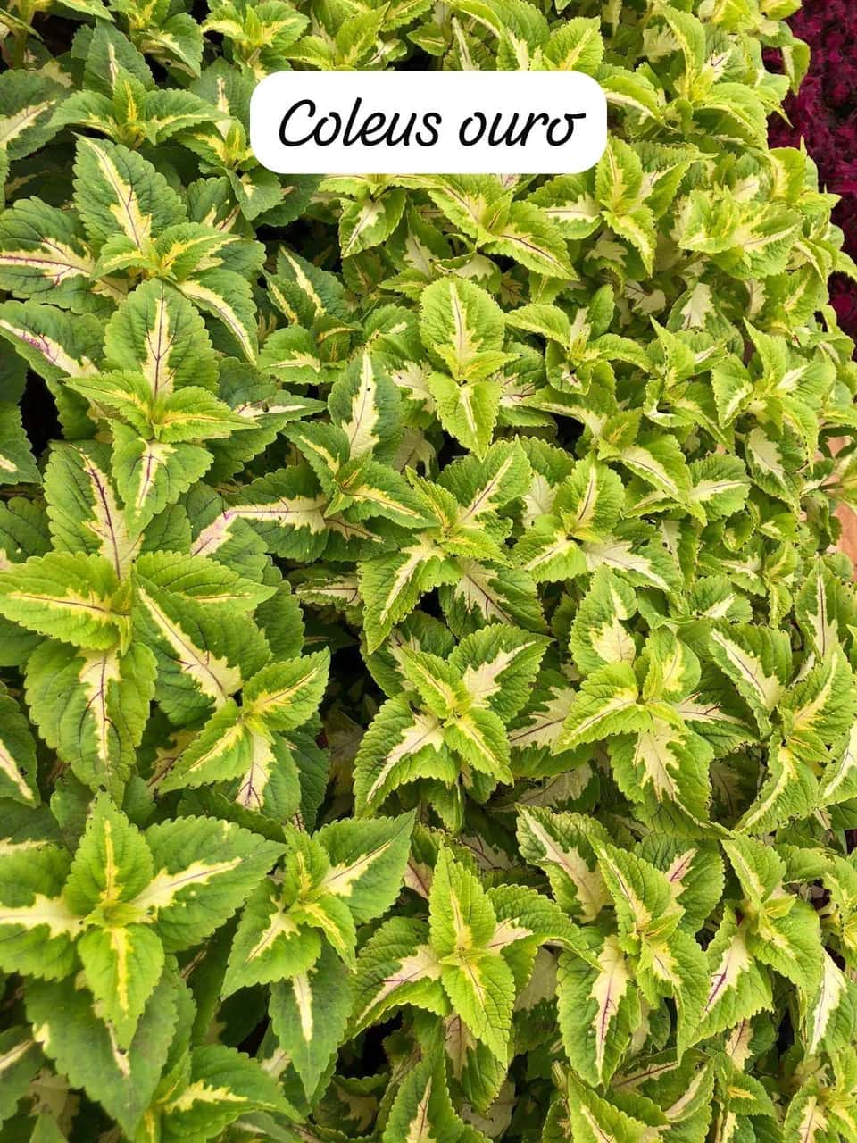 Foto: Coleus ouro no viveiro do Horto Moura Brasil (etiqueta: “Coleus ouro”).