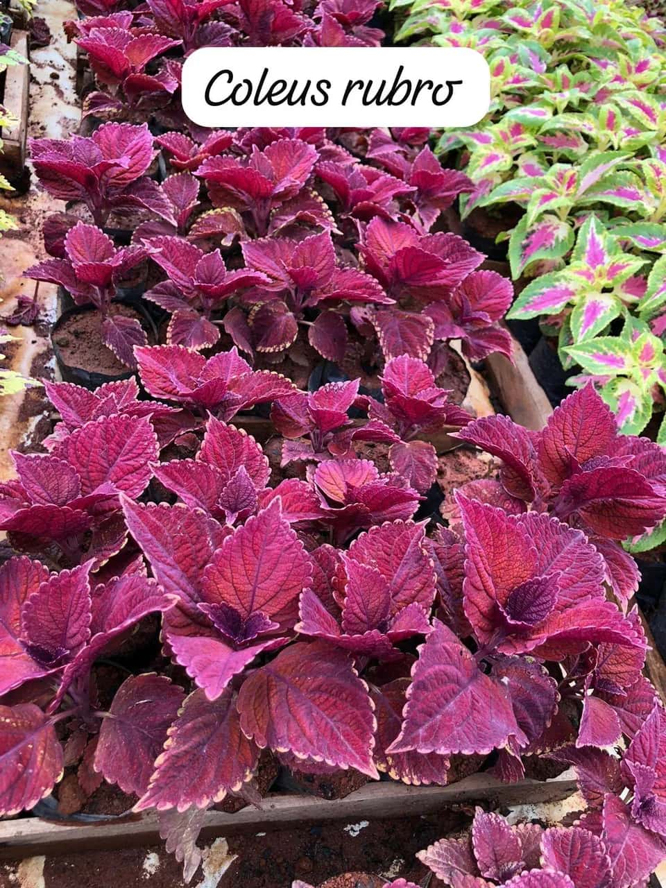 Foto: Coleus rubro no viveiro do Horto Moura Brasil (etiqueta: “Coleus rubro”).