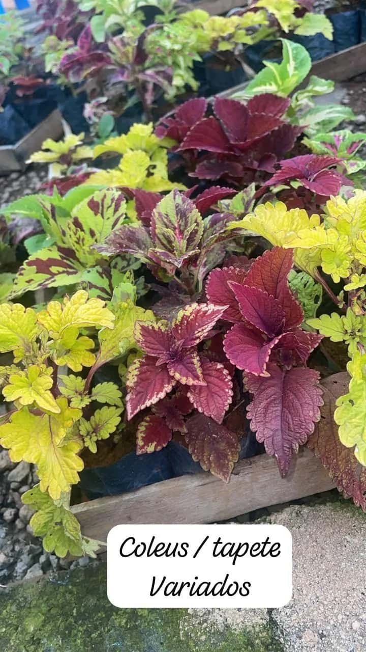Foto: Coleus variados no viveiro do Horto Moura Brasil (etiqueta: “Coleus / tapete Variados”).