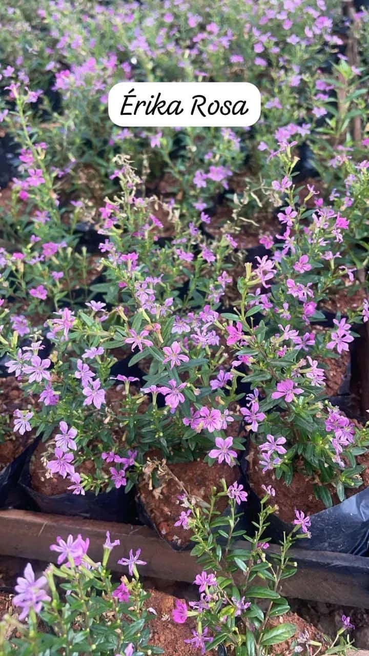 Foto: Érica rosa no viveiro do Horto Moura Brasil (etiqueta: “Érika Rosa”).
