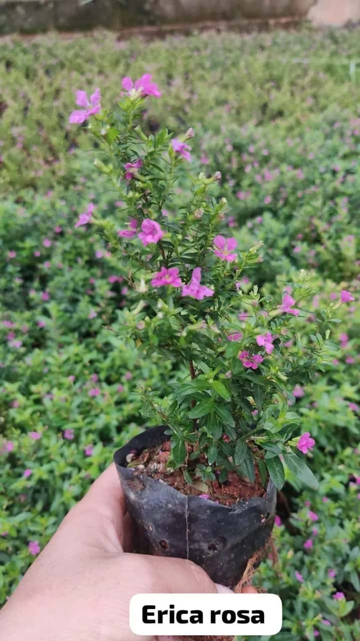 Foto: Érica rosa no viveiro do Horto Moura Brasil (etiqueta: “Erica rosa”).