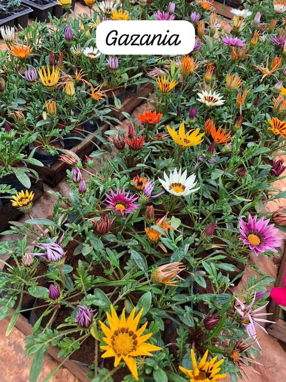 Foto: Gazânia no viveiro do Horto Moura Brasil (etiqueta: “Gazania”).