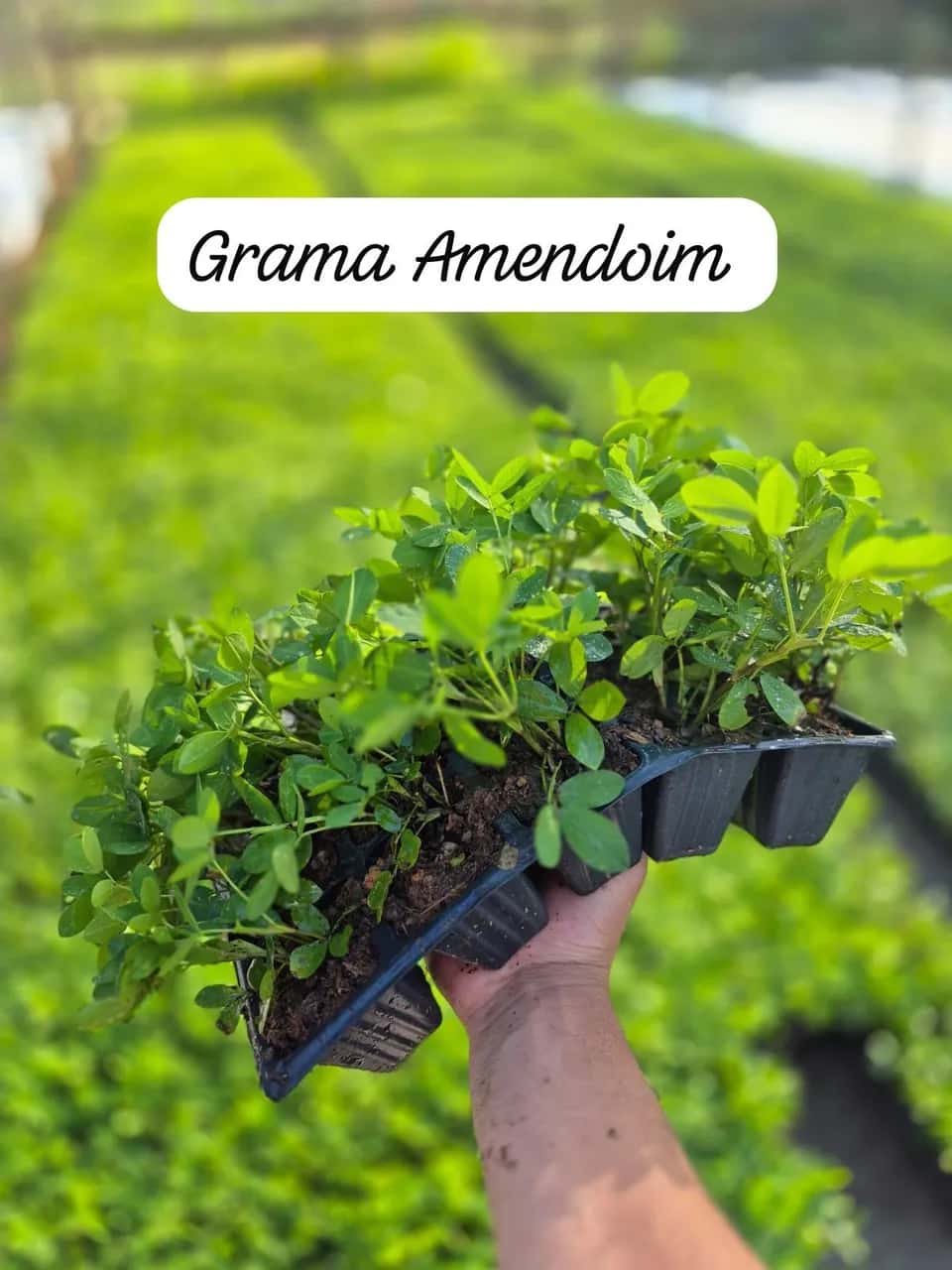 Foto: Grama-amendoim no viveiro do Horto Moura Brasil (etiqueta: “Grama Amendoim”).