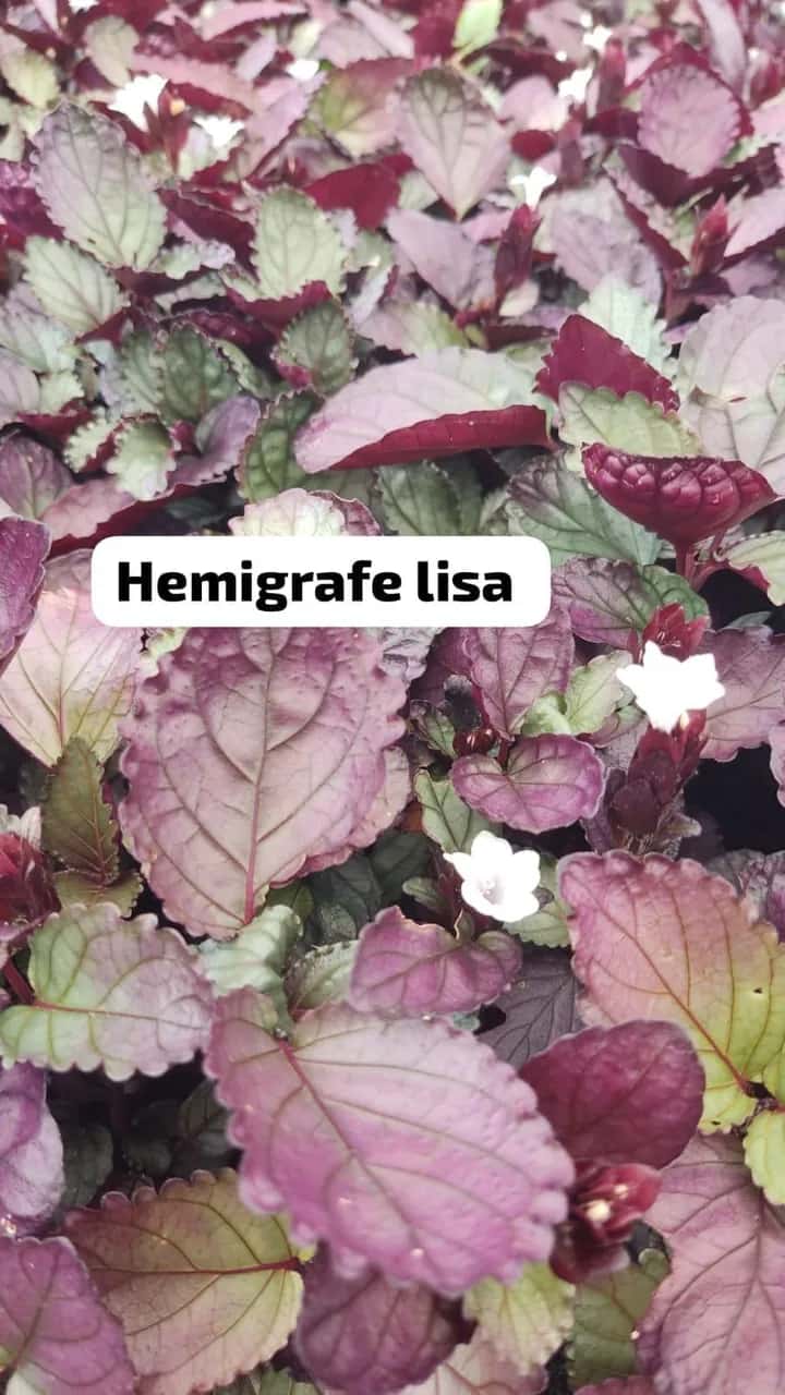 Foto: Hemigrafis lisa no viveiro do Horto Moura Brasil (etiqueta: “Hemigrafe lisa”).