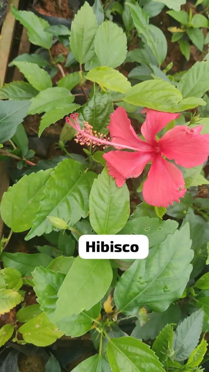 Foto: Hibisco no viveiro do Horto Moura Brasil (etiqueta: “Hibisco”).
