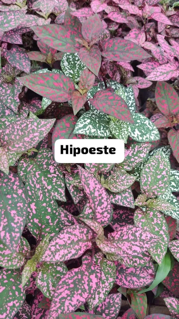 Foto: Hipoestes no viveiro do Horto Moura Brasil (etiqueta: “Hipoeste”).