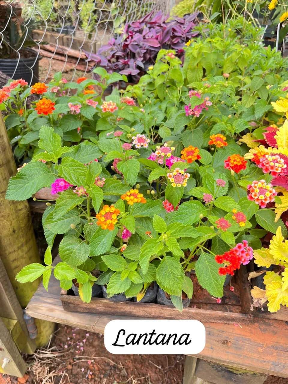 Foto: Lantana no viveiro do Horto Moura Brasil (etiqueta: “Lantana”).