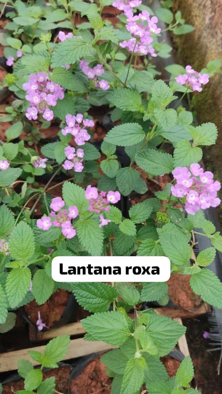 Foto: Lantana roxa no viveiro do Horto Moura Brasil (etiqueta: “Lantana roxa”).