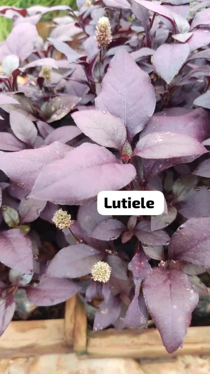 Foto: Lutiela no viveiro do Horto Moura Brasil (etiqueta: “Lutiele”).