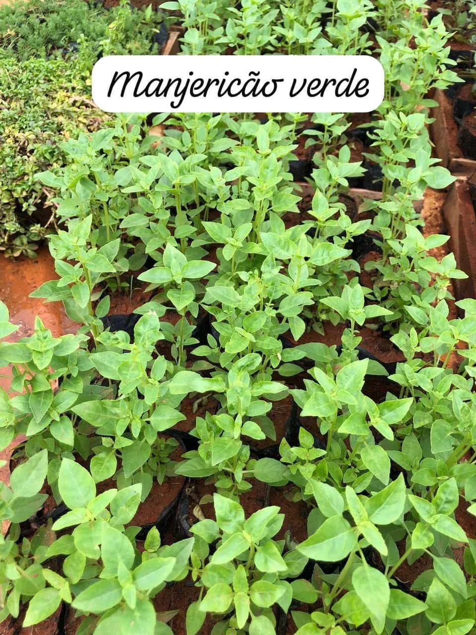 Foto: Manjericão verde no viveiro do Horto Moura Brasil (etiqueta: “Manjericão verde”).