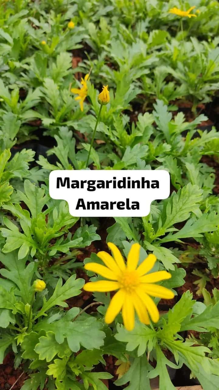 Foto: Margaridinha amarela no viveiro do Horto Moura Brasil (etiqueta: “Margaridinha Amarela”).