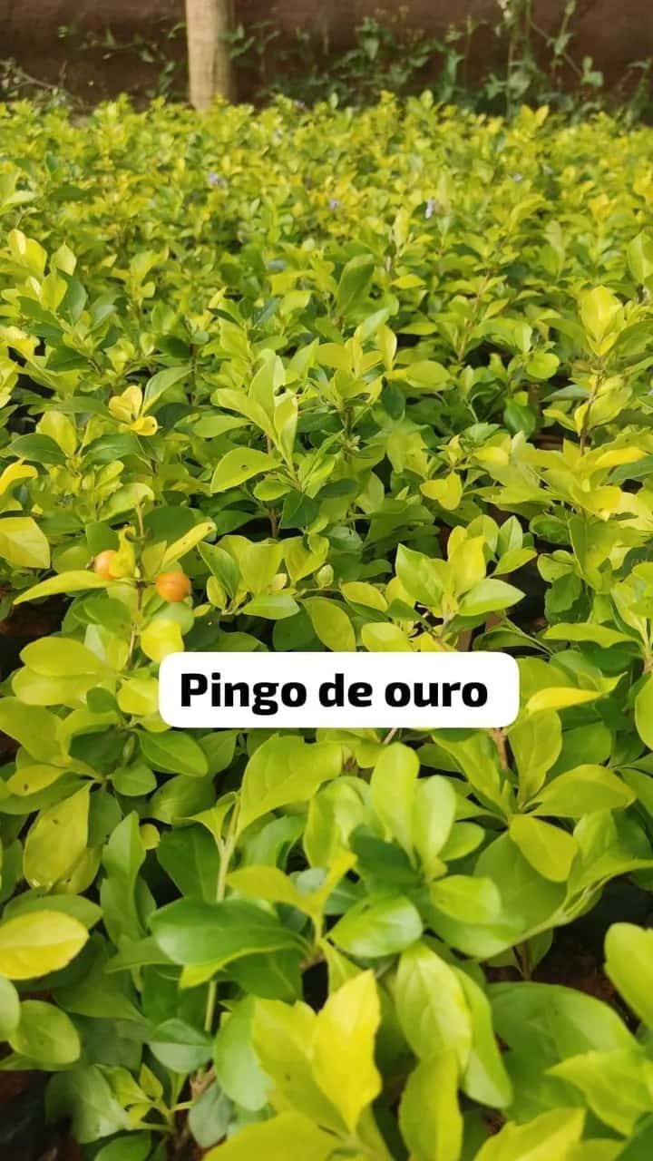 Foto: Pingo-de-ouro no viveiro do Horto Moura Brasil (etiqueta: “Pingo de ouro”).