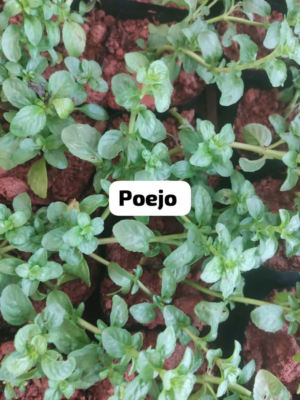 Foto: Poejo no viveiro do Horto Moura Brasil (etiqueta: “Poejo”).