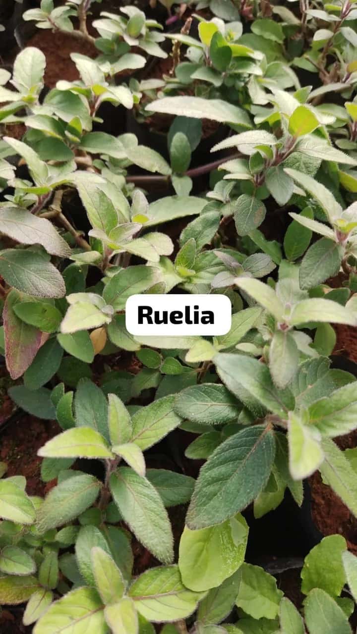 Foto: Ruélia no viveiro do Horto Moura Brasil (etiqueta: “Ruelia”).