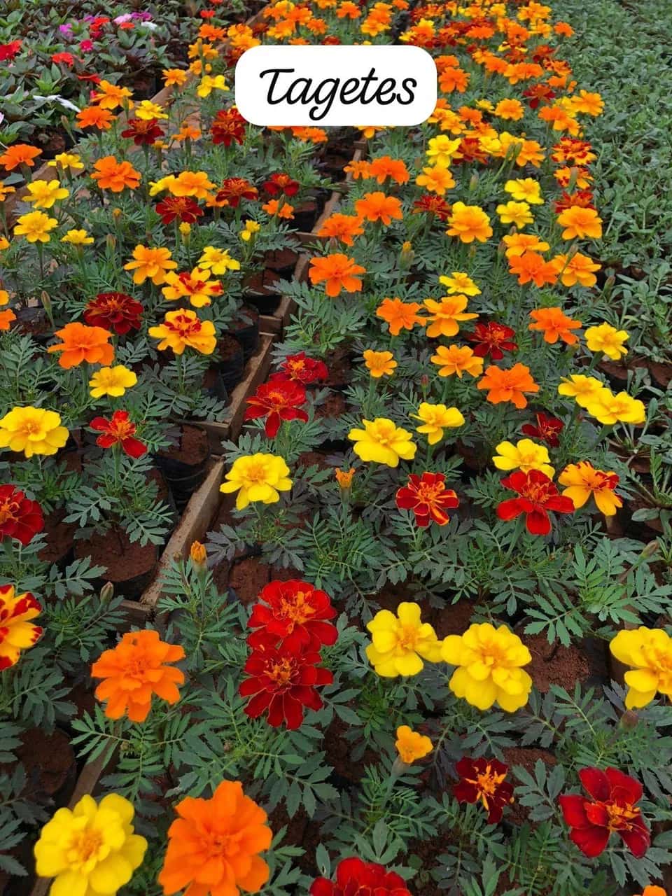 Foto: Tagetes no viveiro do Horto Moura Brasil (etiqueta: “Tagetes”).