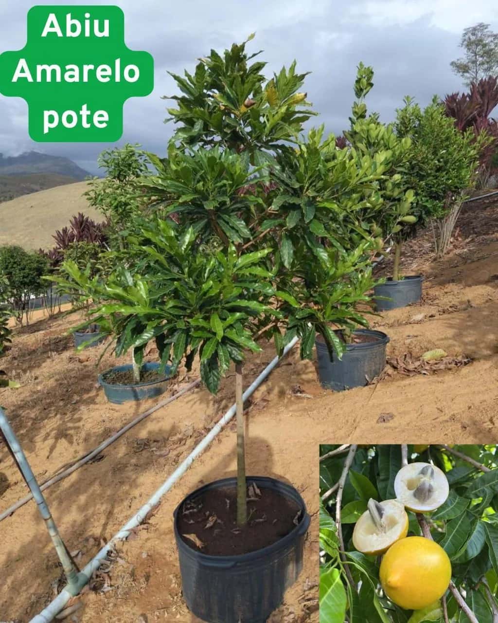 Foto: Abiu amarelo no viveiro do Horto Moura Brasil (etiqueta: “Abiu Amarelo pote”).