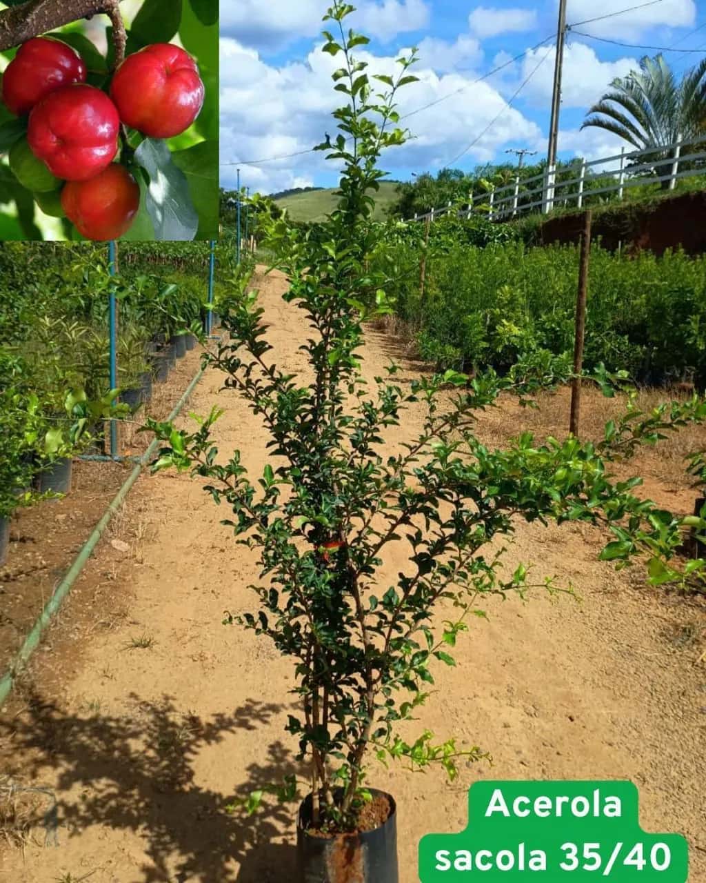 Foto: Acerola no viveiro do Horto Moura Brasil (etiqueta: “Acerola sacola 35/40”).