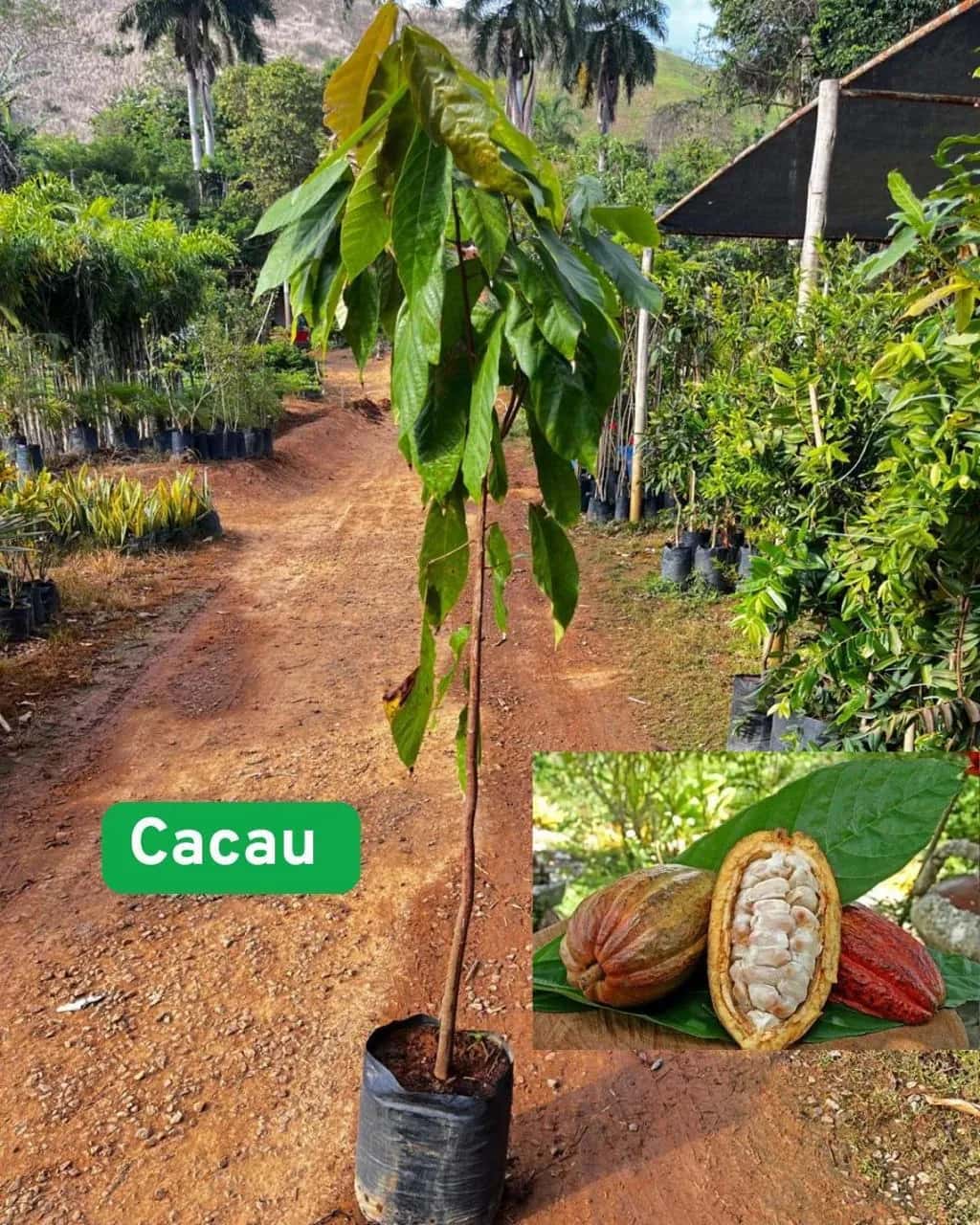 Foto: Cacau no viveiro do Horto Moura Brasil (etiqueta: “Cacau”).
