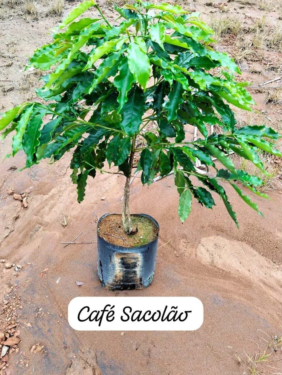 Foto: Café no viveiro do Horto Moura Brasil (etiqueta: “Café Sacolão”).
