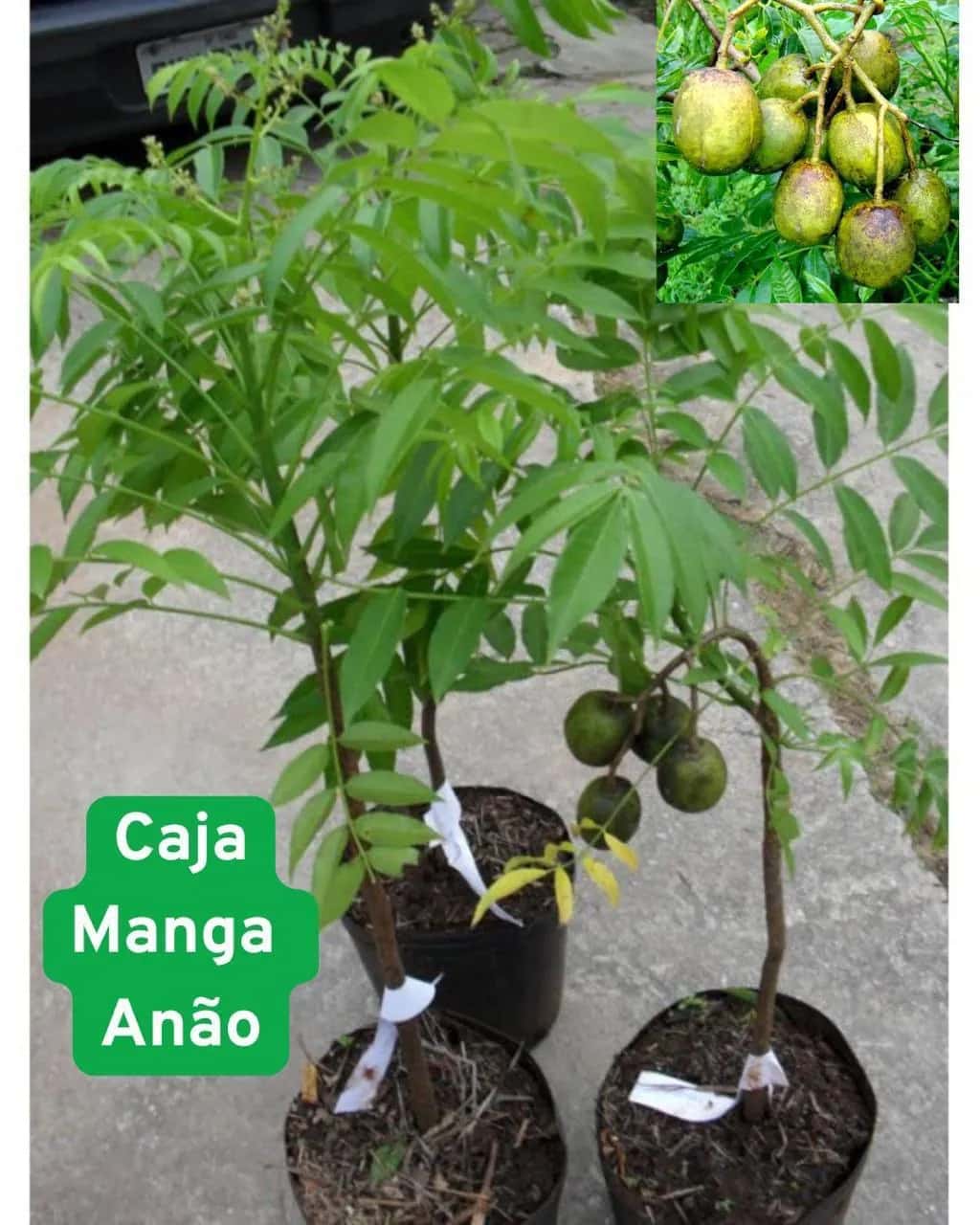 Foto: Cajá-manga-anão no viveiro do Horto Moura Brasil (etiqueta: “Caja Manga Anão”).